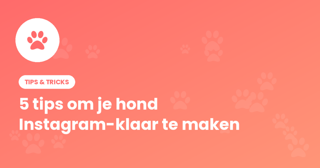 Tips om je hond Instagram-klaar te maken