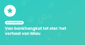 Succesverhaal van influencerkat Miau